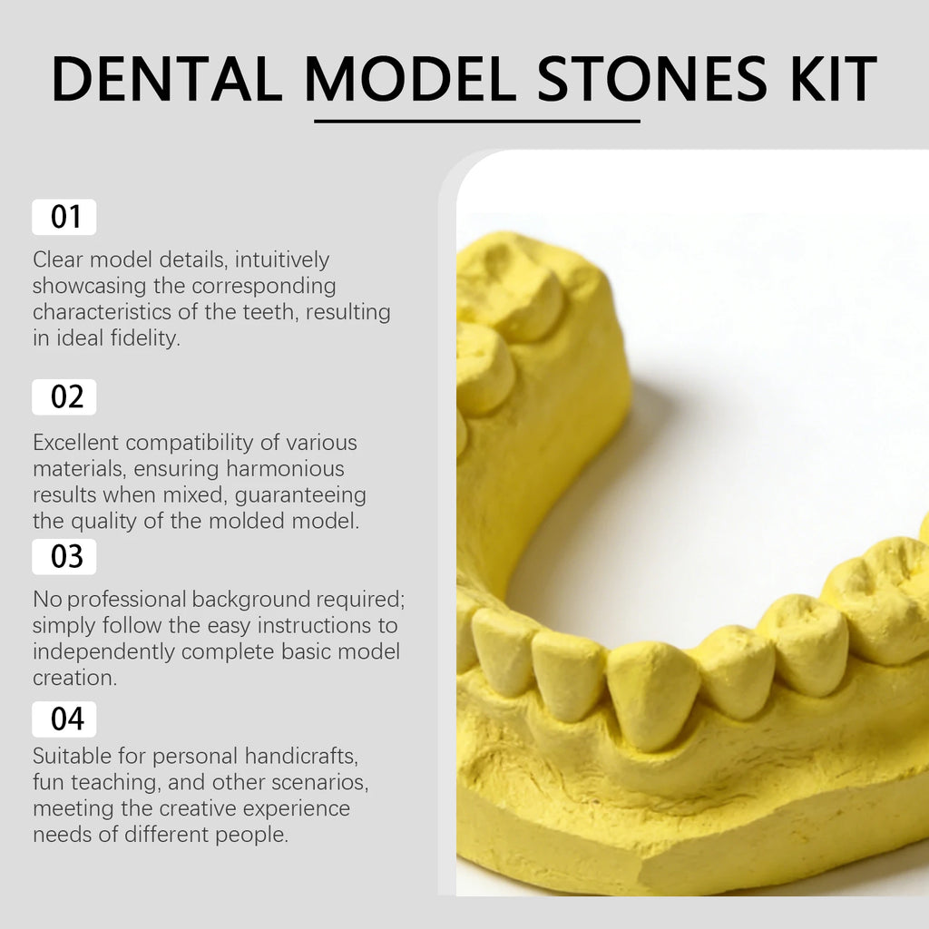 Plaster Tooth Model Kit – DIY Dental Contour Model Set Dental Model Kit SWANS